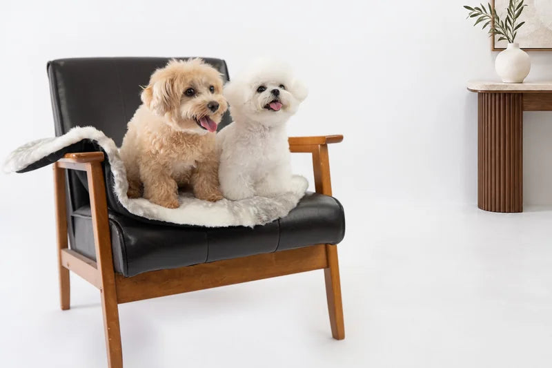 ファーマットを掛けたレザー椅子に並んで座る茶色い犬と白い犬