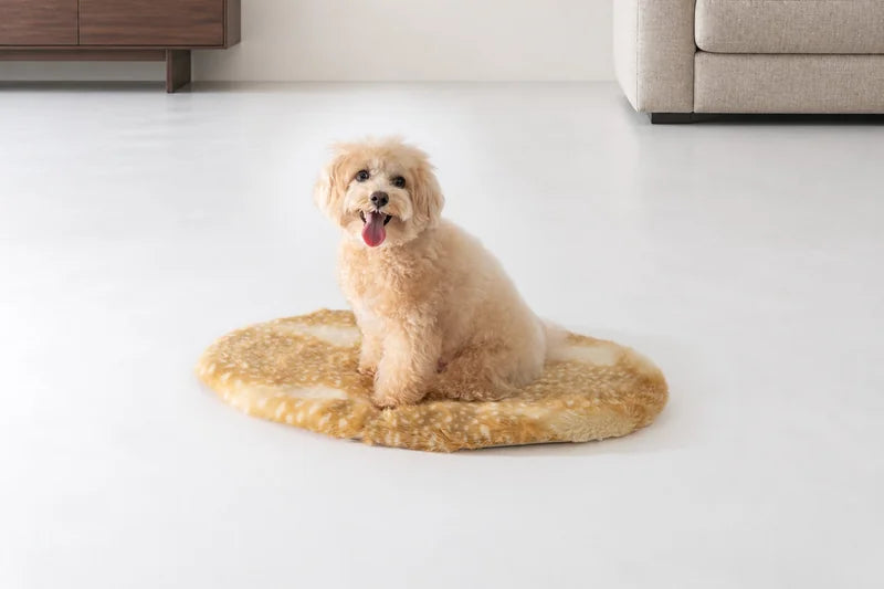 バンビマットに座って正面を見る茶色い犬
