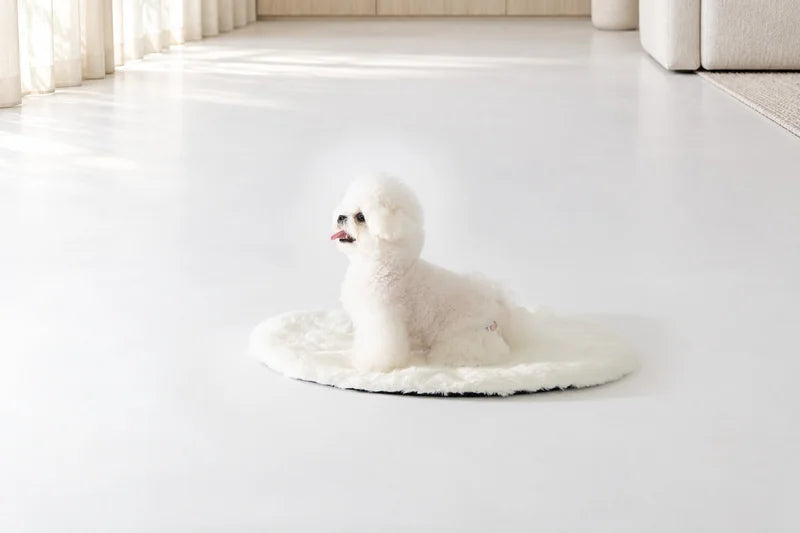白いオーバル型のマットに座って横を見る白い犬