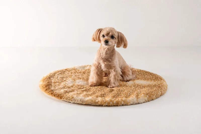 淡いバンビマットに座る茶色い犬