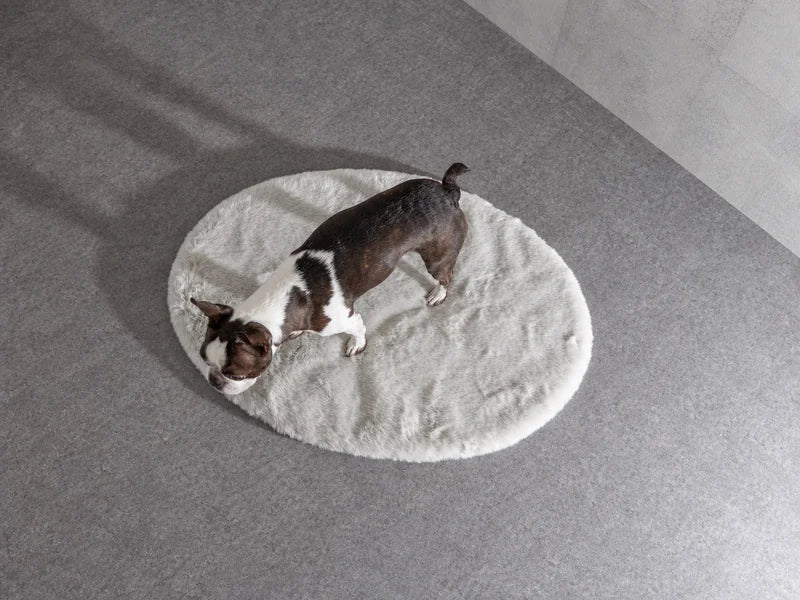 白いオーバル型のマットに立つ犬を上から見た写真