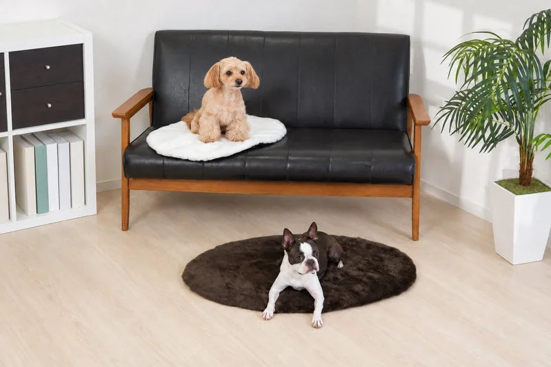 オフのマットを敷いたソファの犬と、床の茶色いマットに伏せる犬