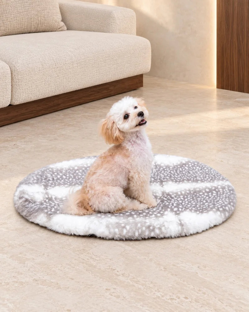 アイボリーのソファのそばで、柄のマットに座って見上げるクリーム色の犬