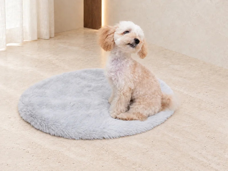 ライトグレーの無地マットに座って上を向くクリーム色の犬