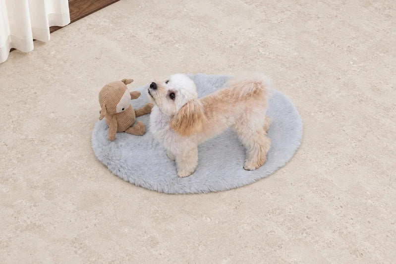 ライトグレーのマットの上で、ぬいぐるみのそばに立つクリーム色の犬