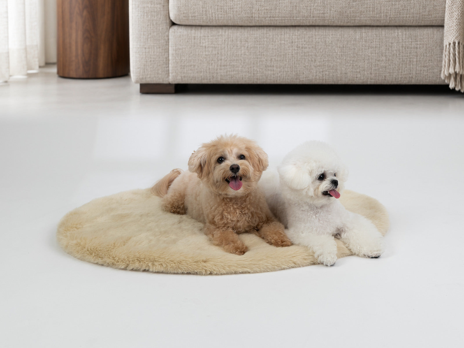 クリーム色のマットの上で寄り添ってくつろぐ2頭の犬