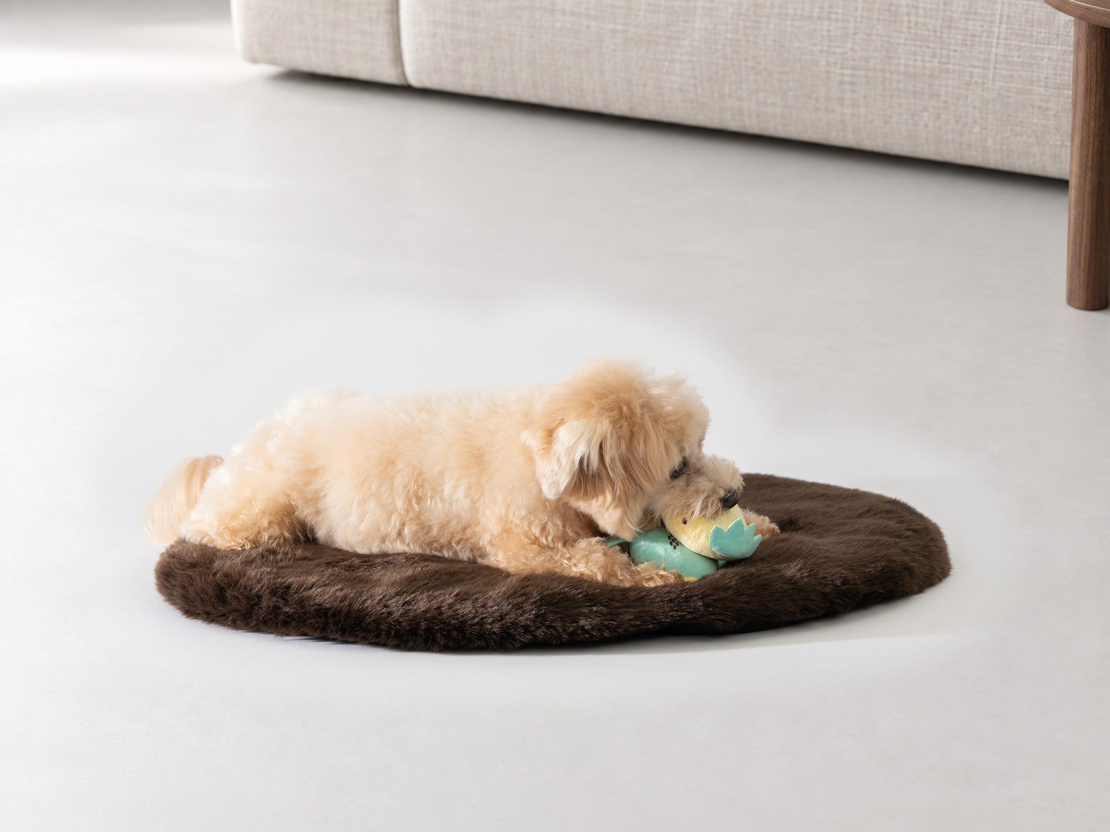 ブラウンのファーマットで、おもちゃと過ごす犬