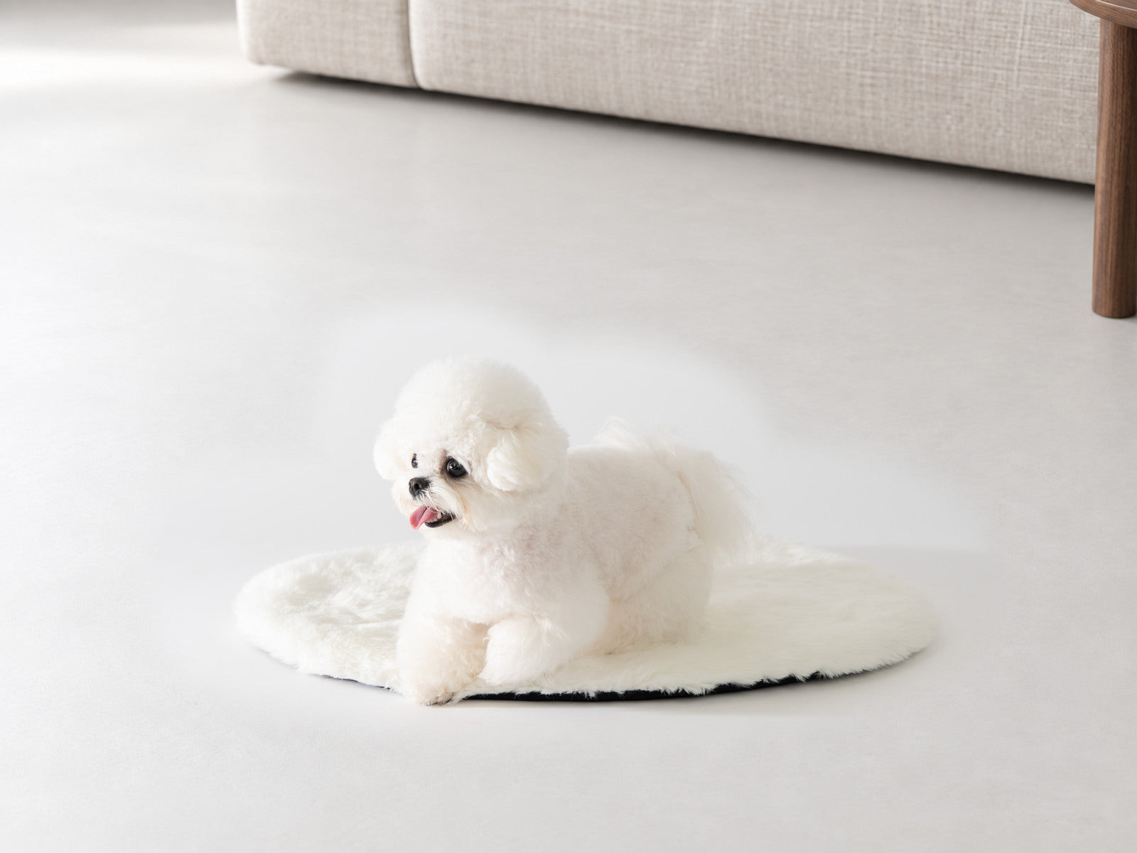 オフのマットに伏せて過ごす白い犬